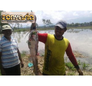 Warga Berhasil Jaring Lele Jumbo di Tengah Banjir Ponorogo | Judi Blackjack Online | Bandar Blackjack